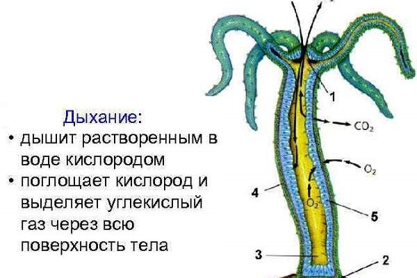 Kraken ссылка krakentor site